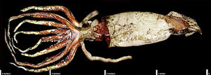 Giant squid measuring over 4 meters without its two long feeding tentacles.
