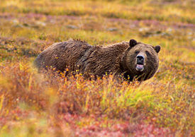 Grizzly bear in Denali National Park