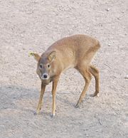 Chinese water deer