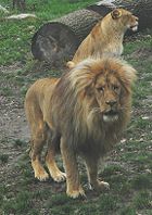 Southwest African lions (Panthera leo bleyenberghi)