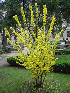 A forsythia shrub
