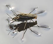 Pondskaters Gerris najas mating