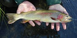 Yellowstone cutthroat trout