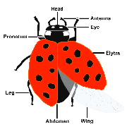 Basic anatomy of a ladybug
