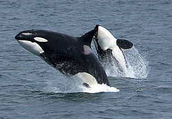 Killer whales, also known as orcas