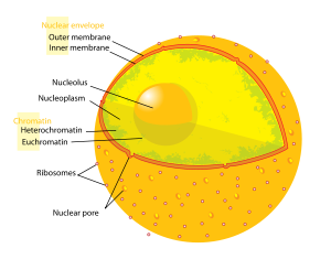 The nucleolus is contained within the cell nucleus.