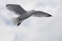A gull hovers above hundreds of tourists on Brighton Pier, England