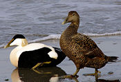 The Common Eider breeds on the bay's islands. Adult male left, female right.