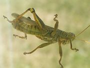 Grasshopper from underneath