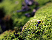 Ant on mosshill