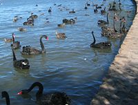 Black Swans gather on East Basin, Lake Burley Griffin.