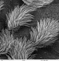 SEM micrograph of the cilia projecting from respiratory epithelium in the lungs.