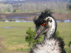 Emu head