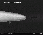 Hedgehog spine in SEM, magnification 200 x