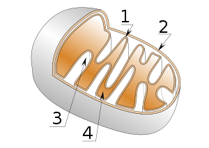 Mitochondria structure : 1) Inner membrane 2) Outer membrane 3) Crista (internal compartments) 4) Matrix