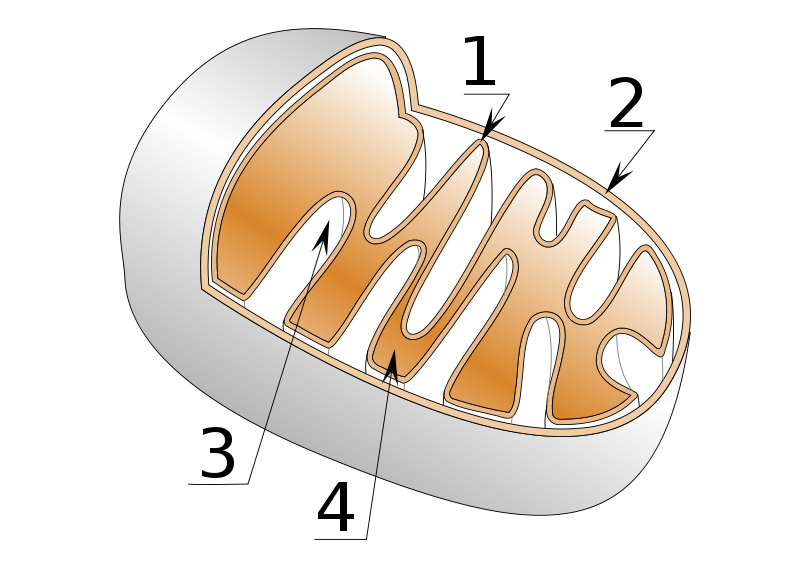 Image:Mitochondrie.svg