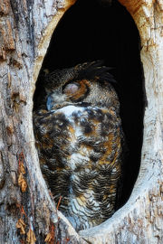 An owl sleeping at daytime in a hollow tree.