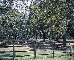 Pecan orchardLyndon B. Johnson National Historical Park