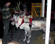 Reindeer