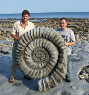 A large Ammonite