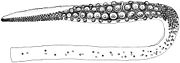 Tentacular club of Architeuthis