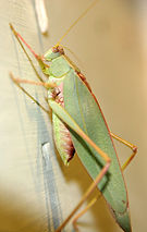 Tettigoniid on a rock