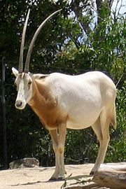 Scimitar Oryx, Oryx dammah