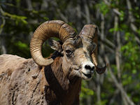 The Bighorn Sheep is Alberta's provincial animal.