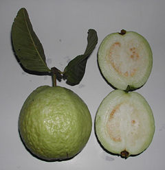 Green guavas (Psidium guajava)