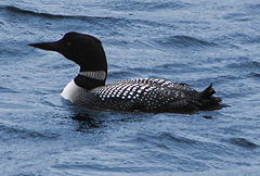 Common loon or great northern diverGavia immer