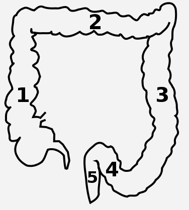Image:Dickdarm-Schema.svg