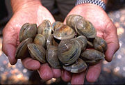 Littleneck clams; the pictured mollusks are of the species Mercenaria mercenaria.