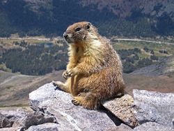 Yellow-bellied marmot in Yosemite National Park