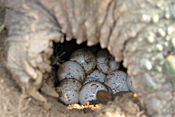 Turtle eggs in a nest dug by a female snapping turtle (Chelydra serpentina).