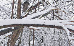 Trees covered with snow.