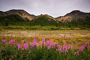 Unspoiled nature in Alaska.
