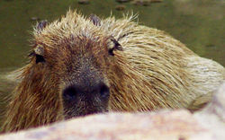 Capy relaxing in his water pool at the Hattiesburg (Mississippi) Zoo.