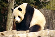 Giant panda.