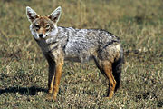 Golden jackal