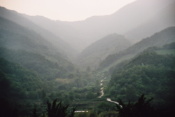 Tea plantation on the slopes of Jirisan, in Hadong county, near Saangyesa Temple.
