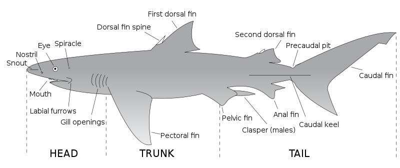 Image:Parts of a shark.svg