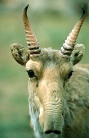 Saiga, Saiga tatarica