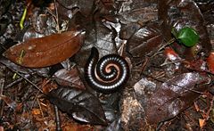 Millipede on the rain forest floor, Equatorial Guinea