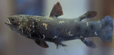 Other than aquatic tetrapods, such as turtles or whales, coelacanths are the only sarcopterygians that still live in the ocean.