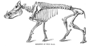 Wild boar skeleton