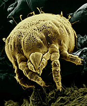 Yellow miteLorryia formosa