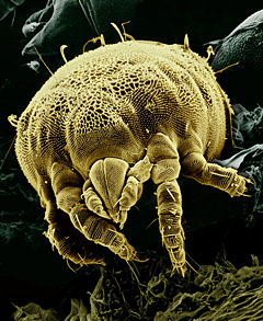 Yellow mite, Lorryia formosa