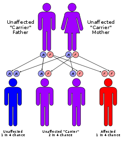 Phenylketonuria is inherited in an autosomal recessive fashion