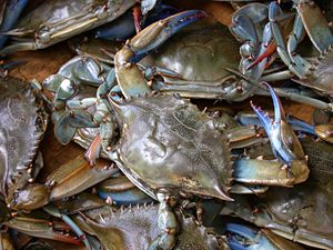 Blue crab, Callinectes sapidus