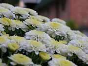 A closeup of the flowers
